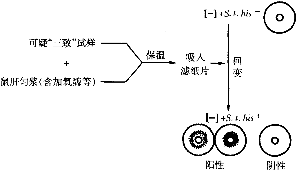 艾姆斯試驗(yàn)